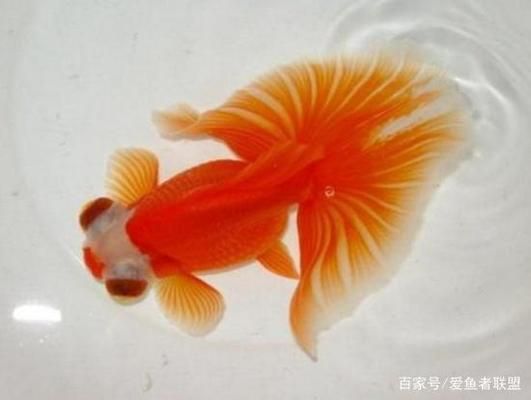 古典過背金龍魚什么時候發色（關于古典過背金龍魚發色時間的信息）