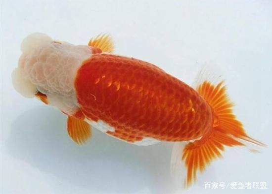 古典過背金龍魚什么時候發色（關于古典過背金龍魚發色時間的信息）