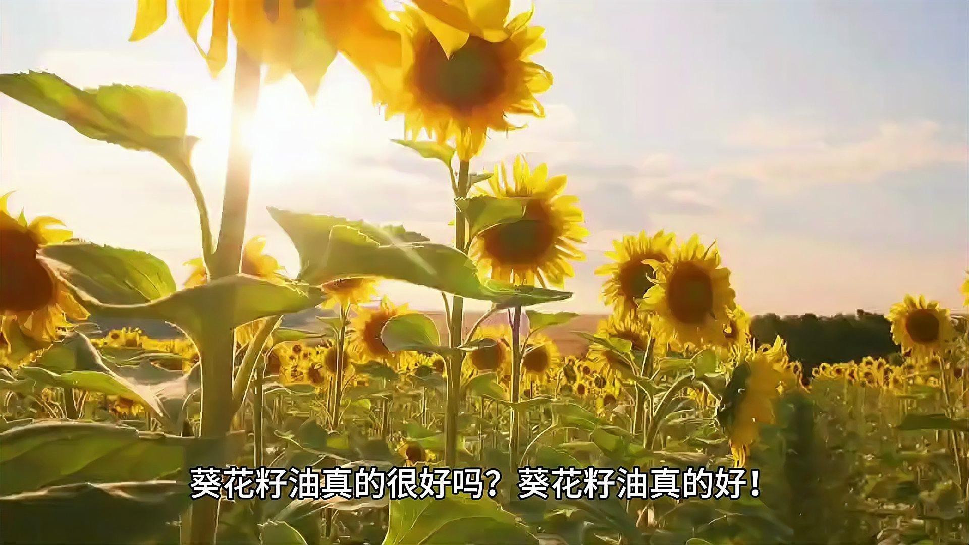 金龍魚玉米油和葵花籽油有何區別？