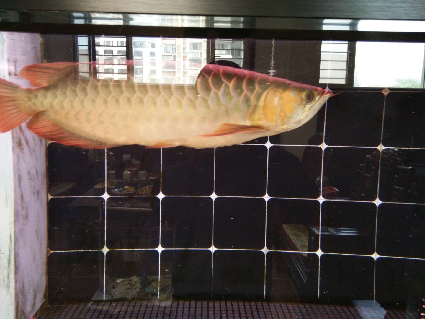 剛買回來的龍魚害怕怎么辦（新手養龍魚記住這5點就夠了龍魚受驚了怎么辦）