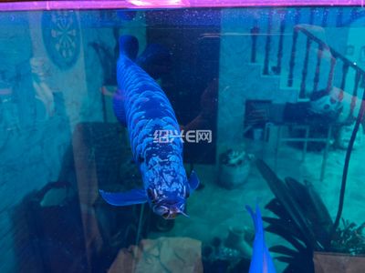 藍底金龍魚用什么顏色的燈好看點：關于藍底金龍魚燈光選擇的建議
