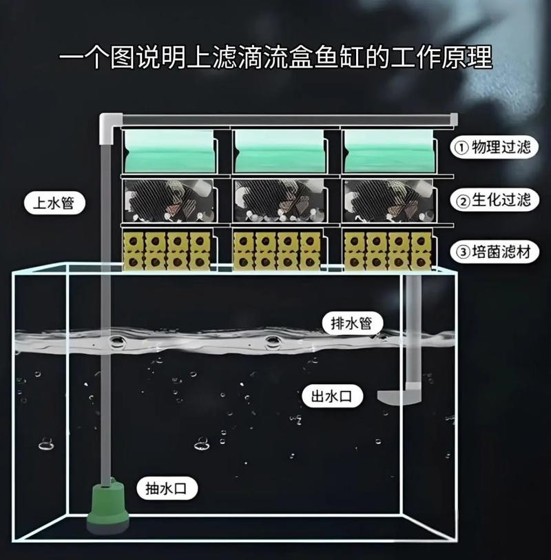 銀龍魚魚缸需要多大的過濾系統