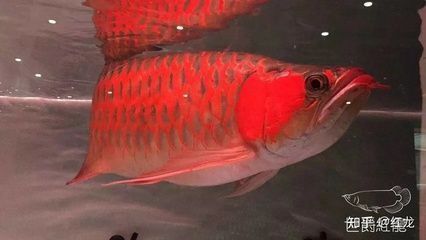 紅龍魚30公分一天喂一次多少（30公分長的紅龍魚每天喂食多少合適）