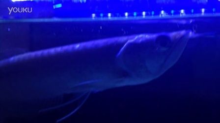 銀龍魚每天照明幾個小時（銀龍魚的光照時間對于其健康和行為有著重要影響）