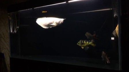 銀龍魚每天照明幾個小時（銀龍魚的光照時間對于其健康和行為有著重要影響）