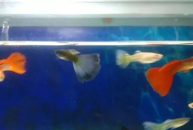 孔雀魚突然變黑要死了