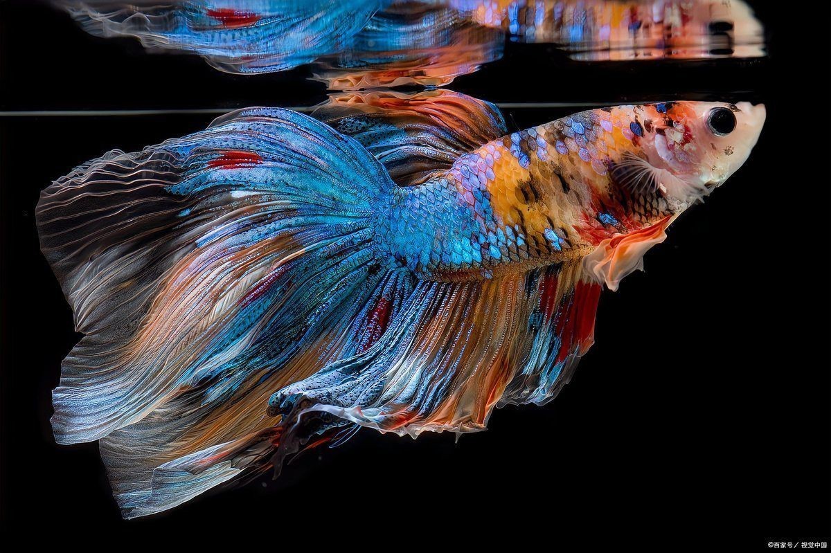 孔雀魚突然變黑要死了