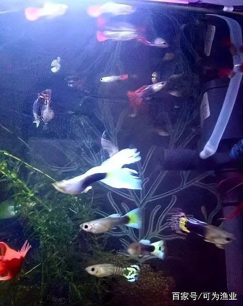 孔雀魚突然變黑要死了