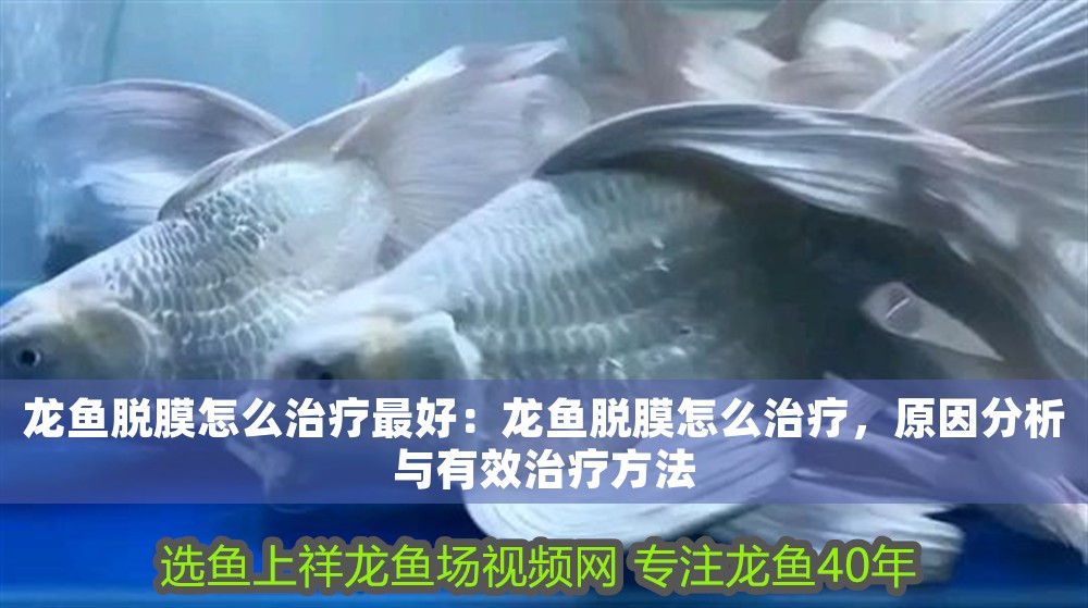 龍魚脫膜怎么治療最好:龍魚脫膜怎么治療,原因分析與有效治療方法 龍魚百科 第1張 龍魚脫膜怎么治療最好:龍魚脫膜怎么治療,原因分析與有效治療方法 龍魚脫膜怎么治療最好:龍魚脫膜怎么治療,原因分析與有效治療方法 龍魚百科 第1張