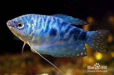 龍魚怎么看公母圖解：龍魚公母分辨文字介紹龍魚公母分辨文字介紹