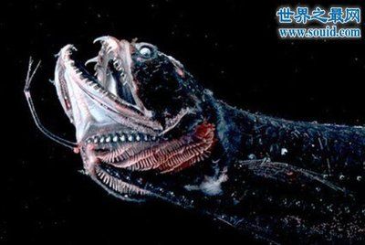 龍魚突然張嘴合嘴了什么原因：龍魚突然張嘴合嘴了什么原因引起龍魚張嘴呼吸的常見原因