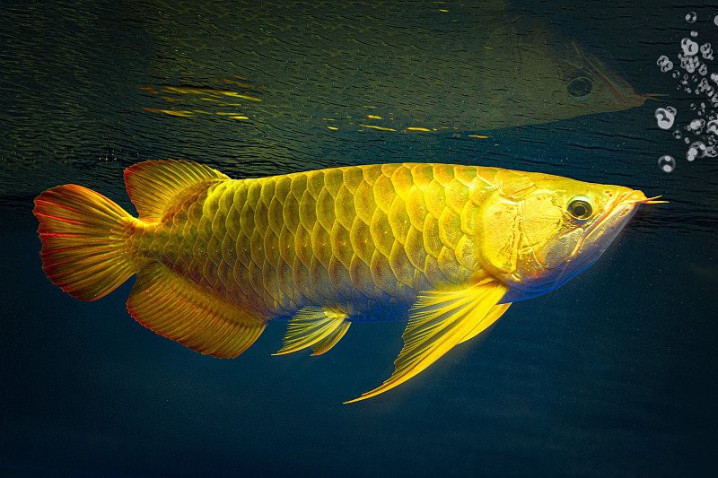金龍魚(yú)大約多少錢(qián)一條圖片大全