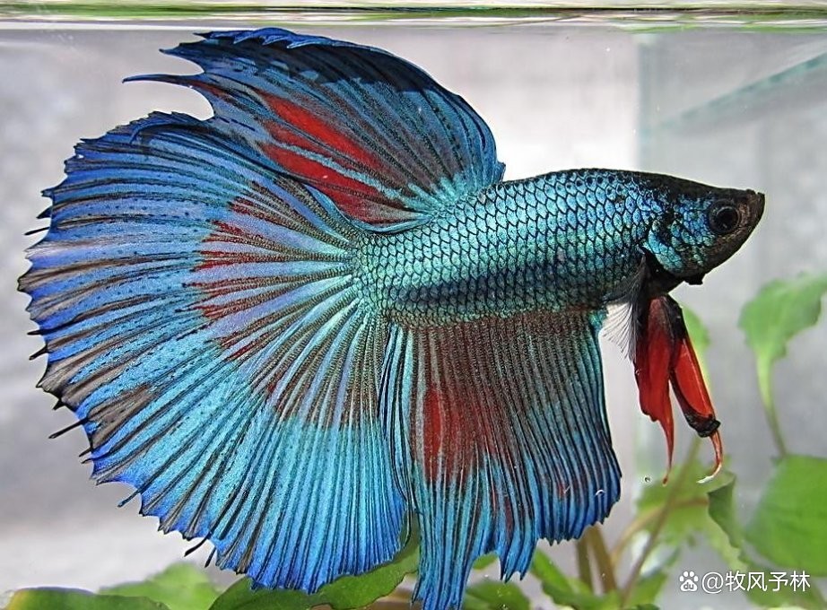 龍魚和戰船魚能混養嗎？