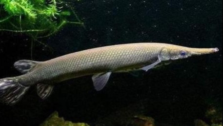 龍魚和戰船魚能混養嗎？