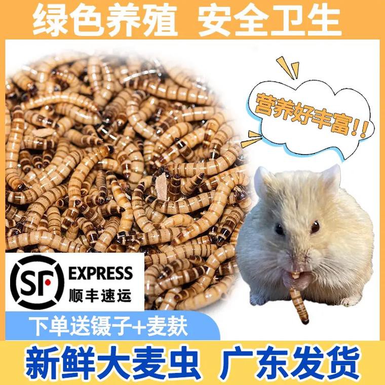 哪些品牌的龍魚發色飼料好？