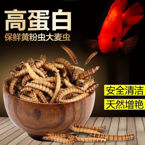 哪些品牌的龍魚發色飼料好？