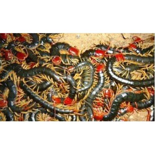 哪些品牌的龍魚發色飼料好？