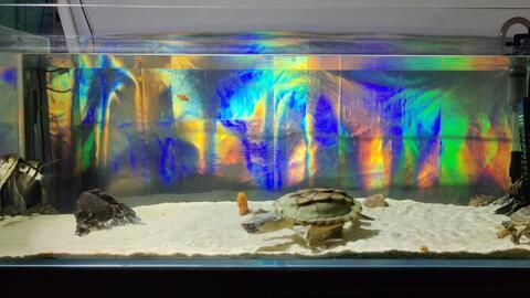 可以和龍魚混養的龜：如何選擇可以和龍魚混養的龜種？
