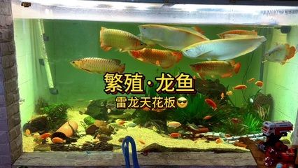 可以和龍魚混養的龜：如何選擇可以和龍魚混養的龜種？