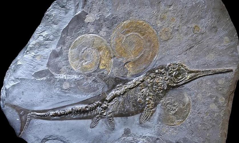 羅平龍魚化石