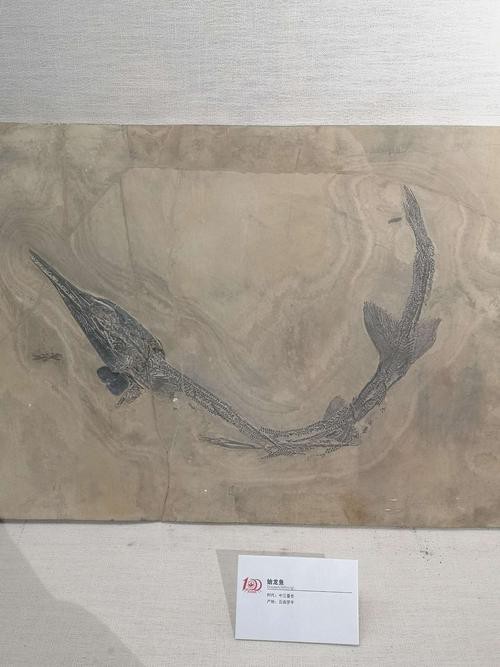羅平龍魚化石