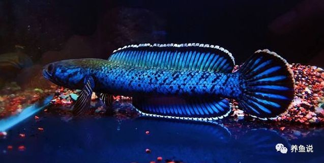 雷龍魚可以混養其它品種的雷龍嗎圖片