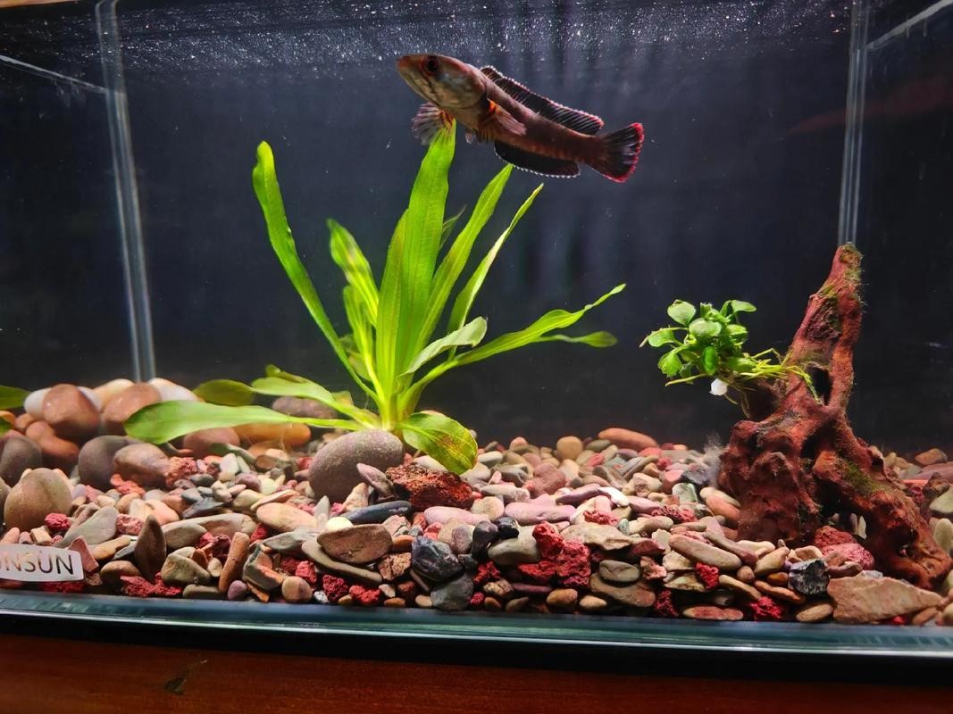 雷龍魚可以混養其它品種的雷龍嗎圖片