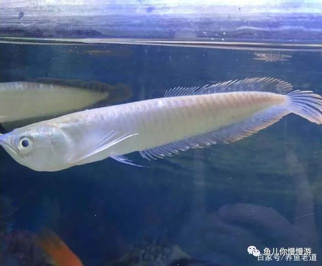 如何刺激銀龍魚開口呢