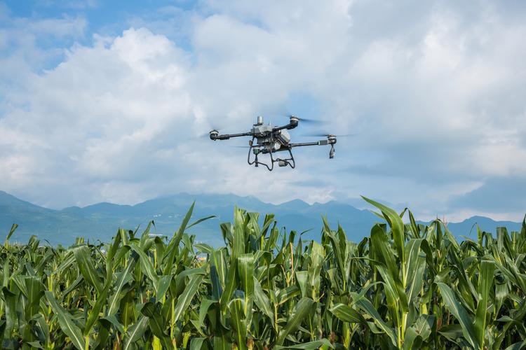 如何下載和使用這些高清圖片？ 如何下載和使用這些高清圖片？ 龍魚百科 第10張