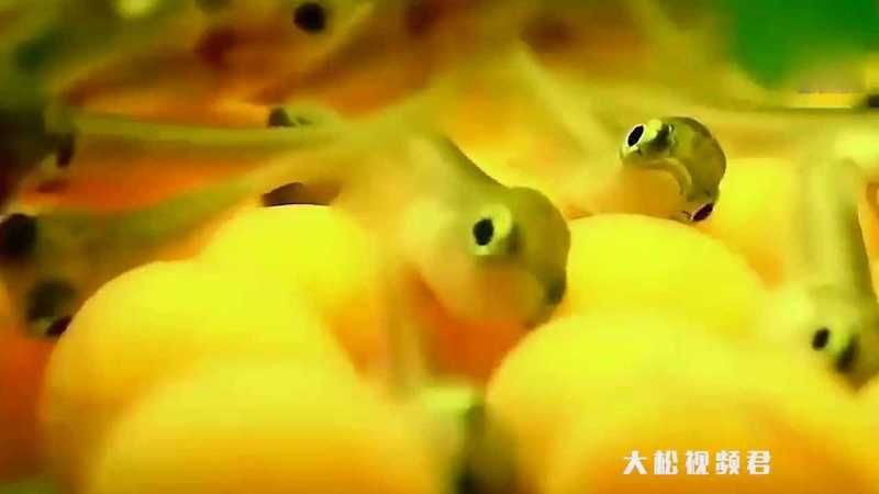 金龍魚日常護理