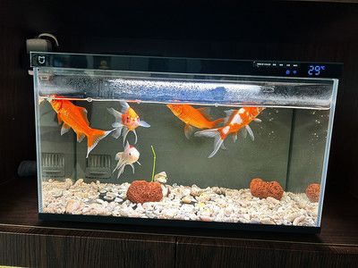 什么生肖宜養龍魚缸魚：哪些生肖不適合養龍魚？