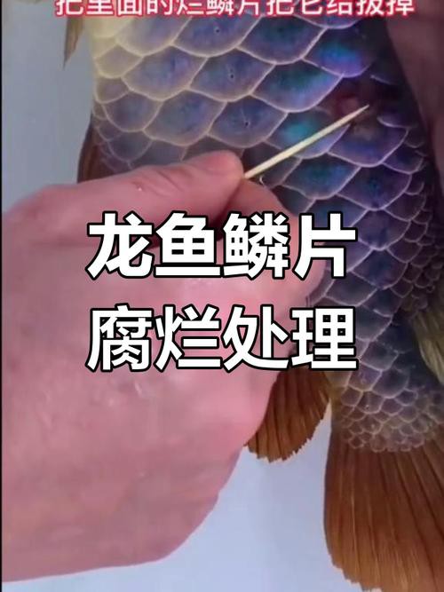 金龍魚鱗片上附著白色絮狀物圖片