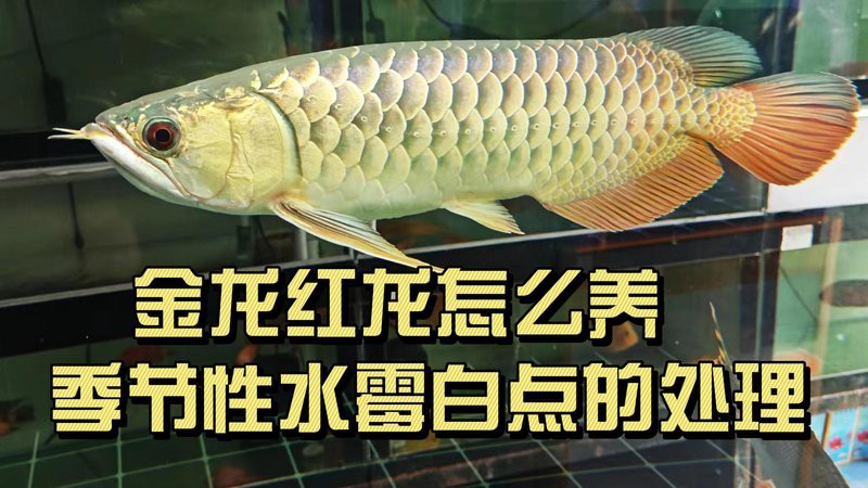 金龍魚鱗片上附著白色絮狀物圖片