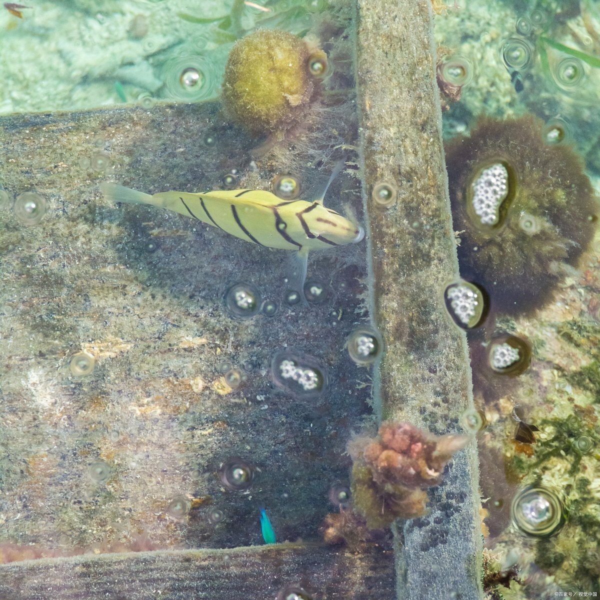 金龍魚鱗片上附著白色絮狀物圖片