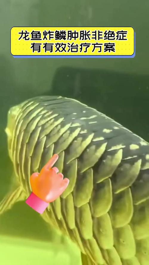 金龍魚鱗片上附著白色絮狀物圖片