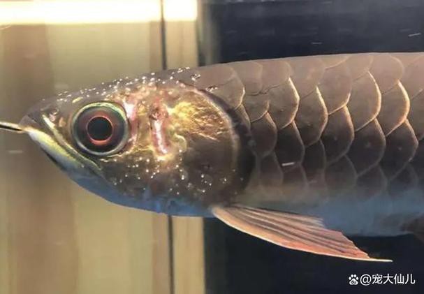 金龍魚鱗片上附著白色絮狀物圖片