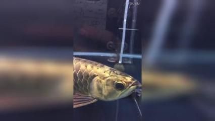 龍魚偶爾甩頭怎么回事（為什么龍魚偶爾甩頭？）