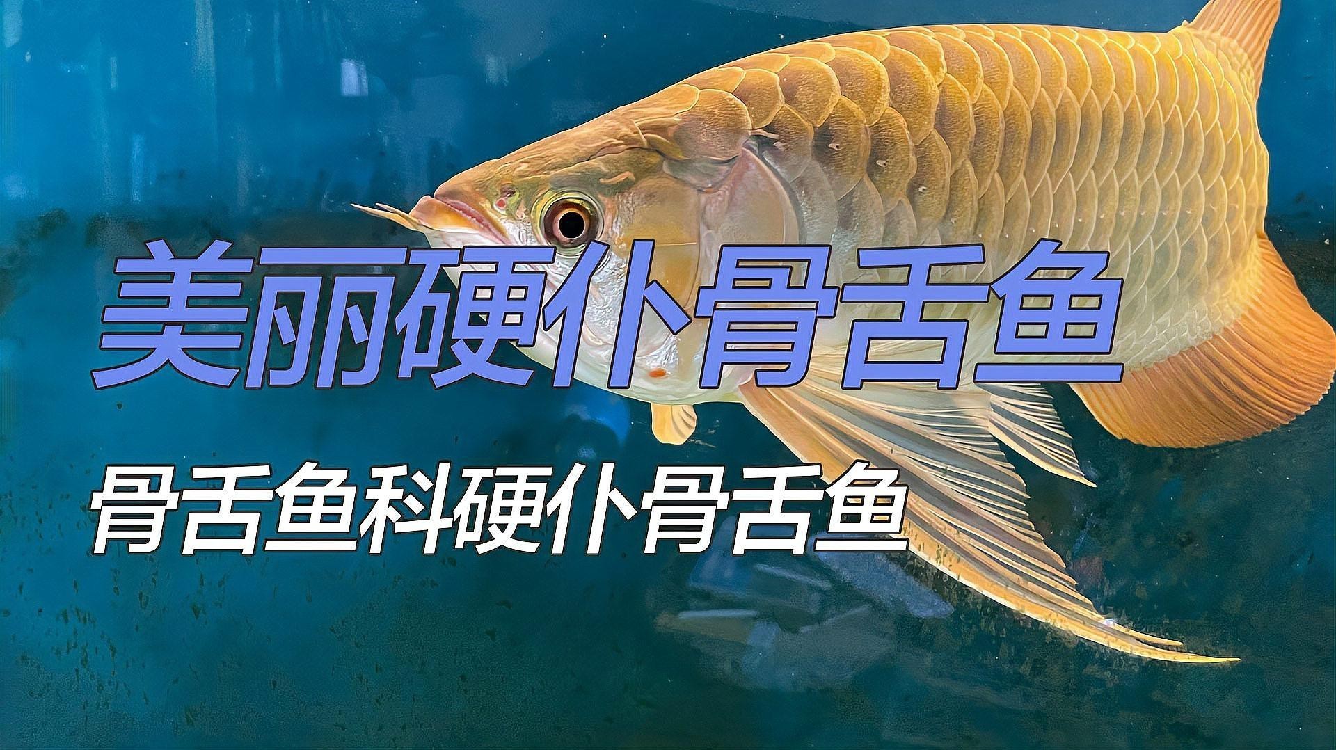 中國金龍魚品種有哪些