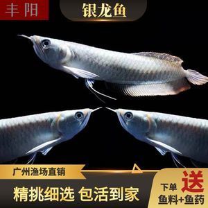 龍魚和戰船魚能混養嗎？：龍魚和戰船魚能不能混養？
