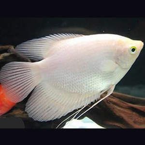 龍魚和戰船魚能混養嗎？：龍魚和戰船魚能不能混養？