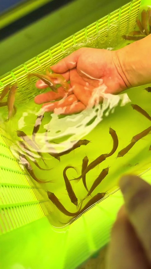 給我一張真假紅龍魚(yú)幼苗對(duì)比圖