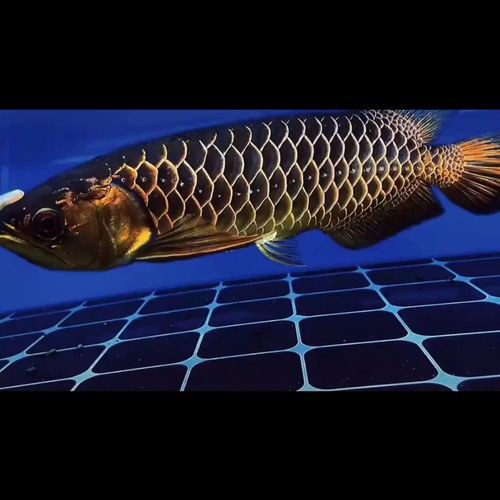 給我一張真假紅龍魚(yú)幼苗對(duì)比圖