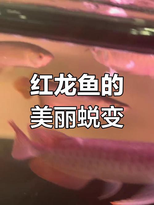 給我一張真假紅龍魚(yú)幼苗對(duì)比圖