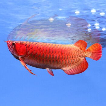 紅龍魚還是金龍魚好看（關于“紅龍魚還是金龍魚好看”這個問題實際上非常主觀）