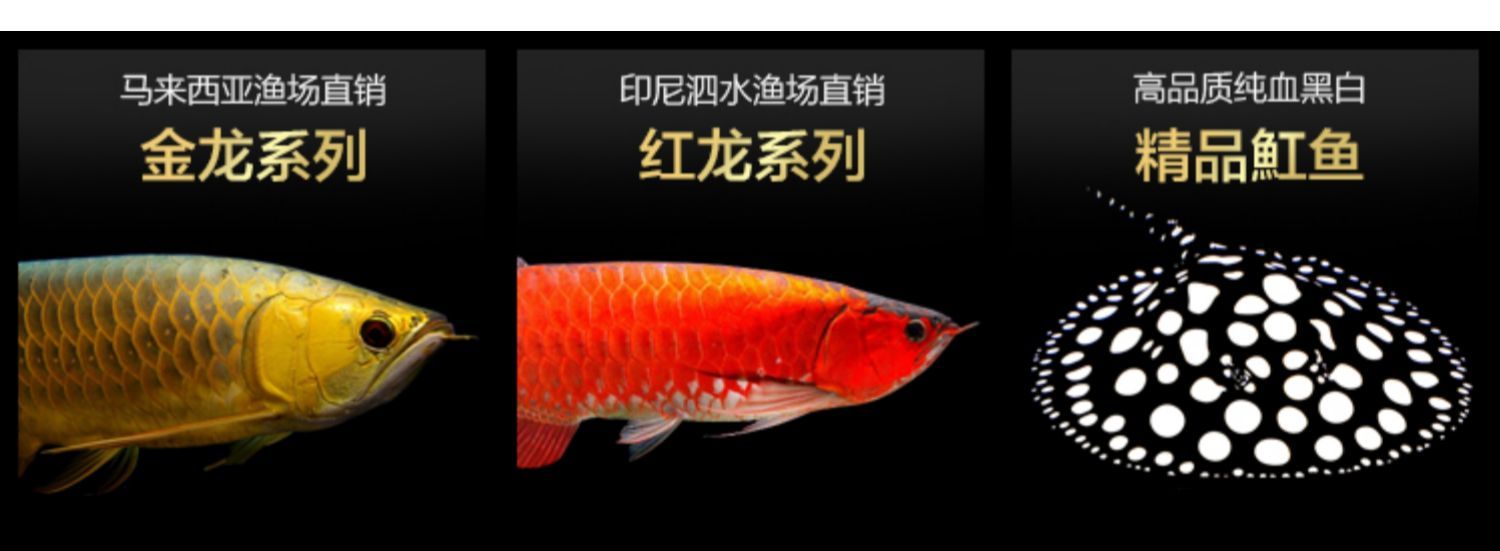 紅龍魚還是金龍魚好看（關于“紅龍魚還是金龍魚好看”這個問題實際上非常主觀）