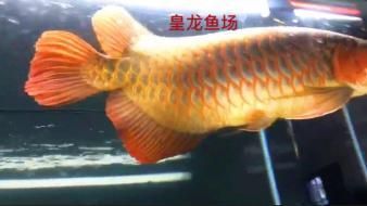 紅龍魚還是金龍魚好看（關于“紅龍魚還是金龍魚好看”這個問題實際上非常主觀）