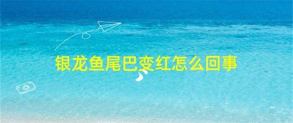 銀龍魚變紅了怎么回事（銀龍魚變紅可能由多種因素引起，可能是得了皮膚充血病）