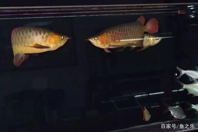 發龍魚的朋友圈怎么發（發龍魚的朋友圈可以從多個角度入手）