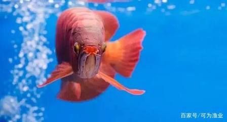 龍魚檢疫可以喂食嗎