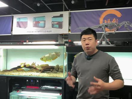 金龍魚(yú)價(jià)格多少錢(qián)一只圖片大全視頻